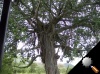 190108_Ms_tree.JPG
