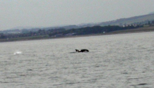 Dolphins near Arbroath