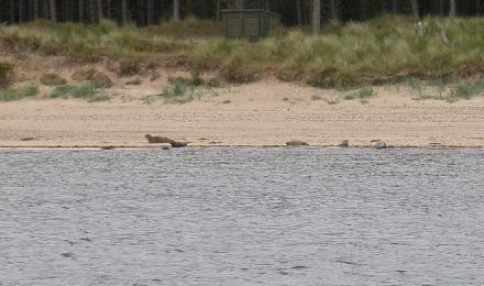 Seals near Culbin Forest