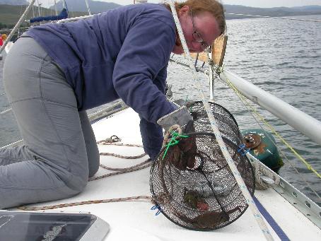 The lobster pot works !