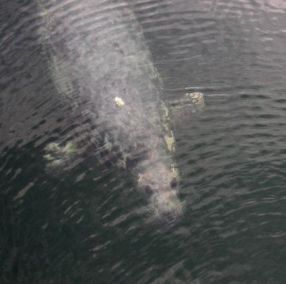 Port Ellen's Resident Seal